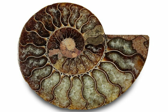Cut & Polished Ammonite Fossil (Half) - Madagascar #323314